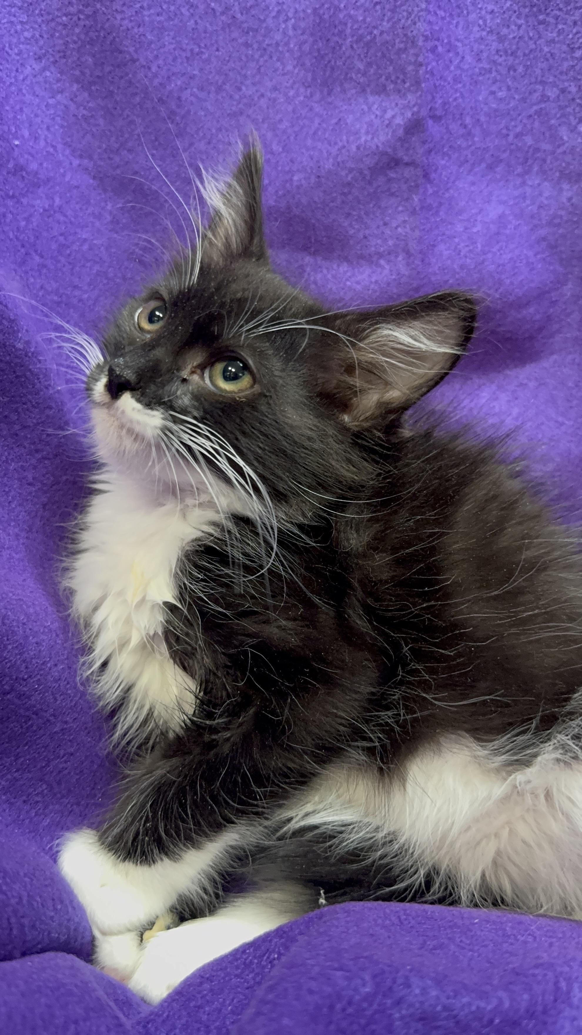 Spike, a Adoptable Domestic Long Hair in Riverside, CA image 3/6