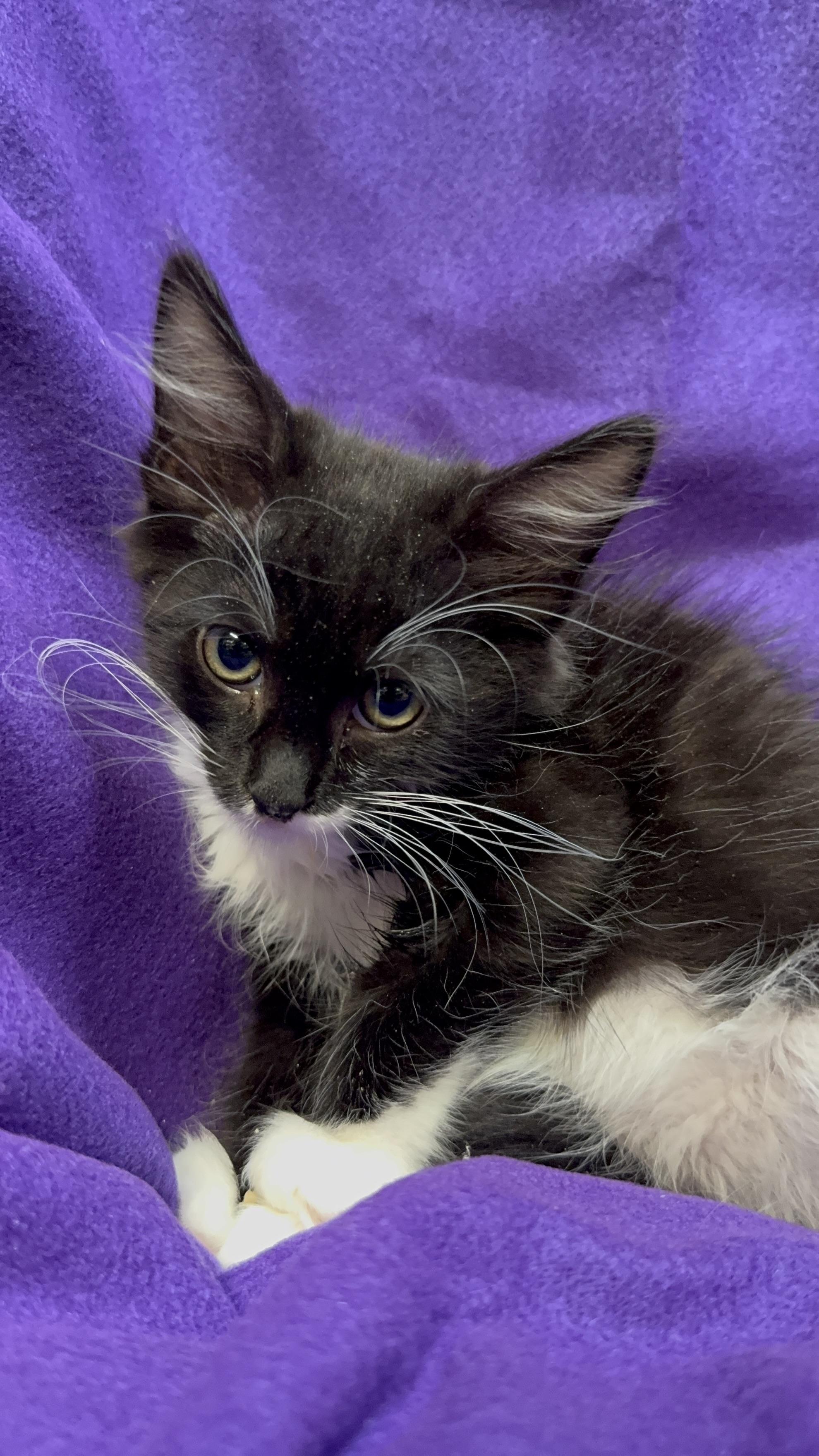 Spike, a Adoptable Domestic Long Hair in Riverside, CA image 4/6