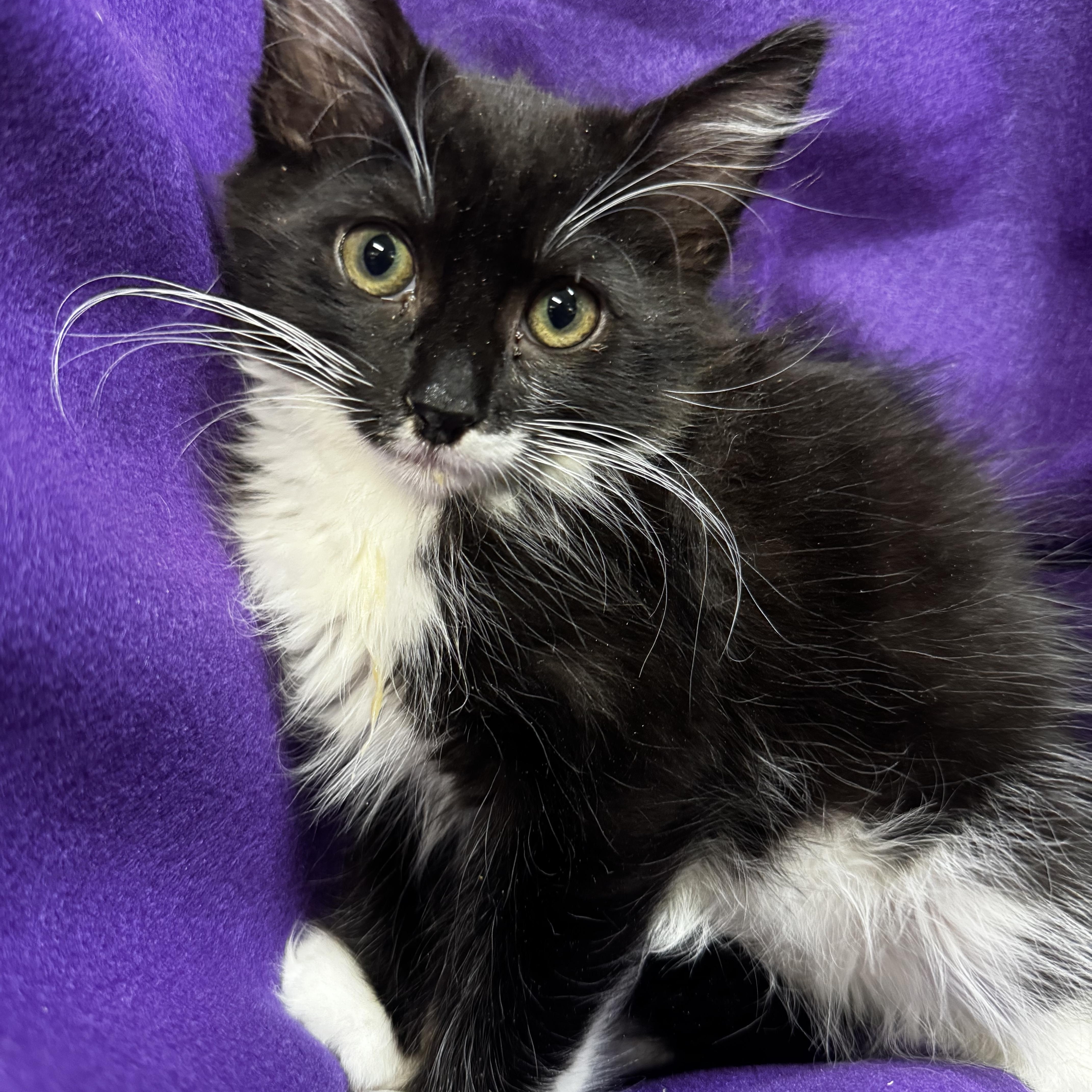 Spike, Adoptable, Kitten Male Domestic Long Hair.