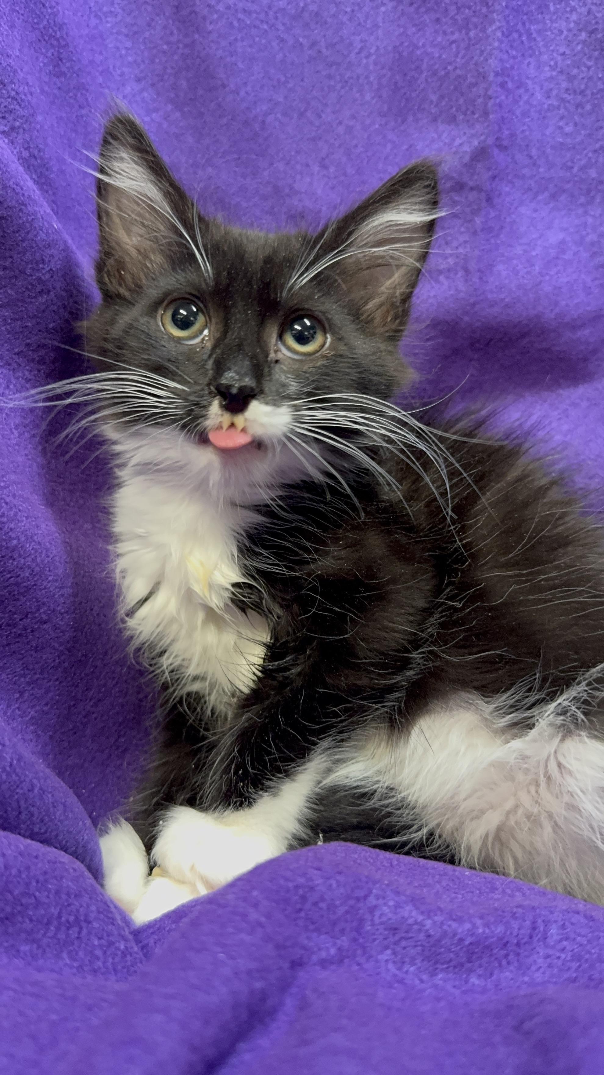 Spike, a Adoptable Domestic Long Hair in Riverside, CA image 5/6