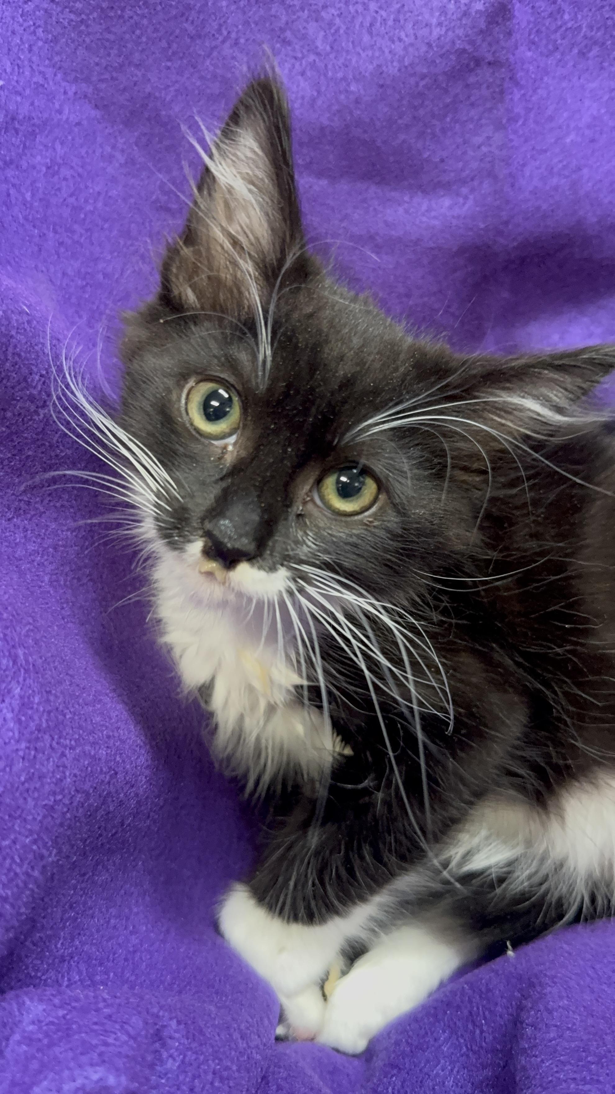 Spike, a Adoptable Domestic Long Hair in Riverside, CA image 6/6