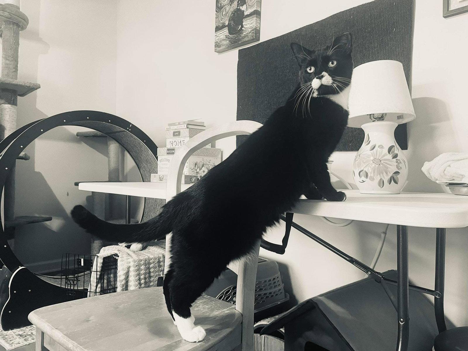 Jeremiah, a Adopted Domestic Short Hair in Stewartsville, NJ image 1/3