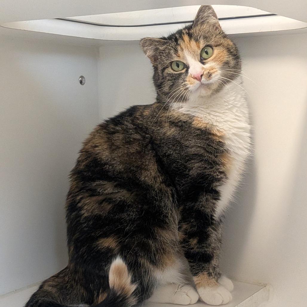 Enlarge Patches - Bonded with Callie, a Adoptable Domestic Short Hair in Prairie du Chien, WI image 1/3