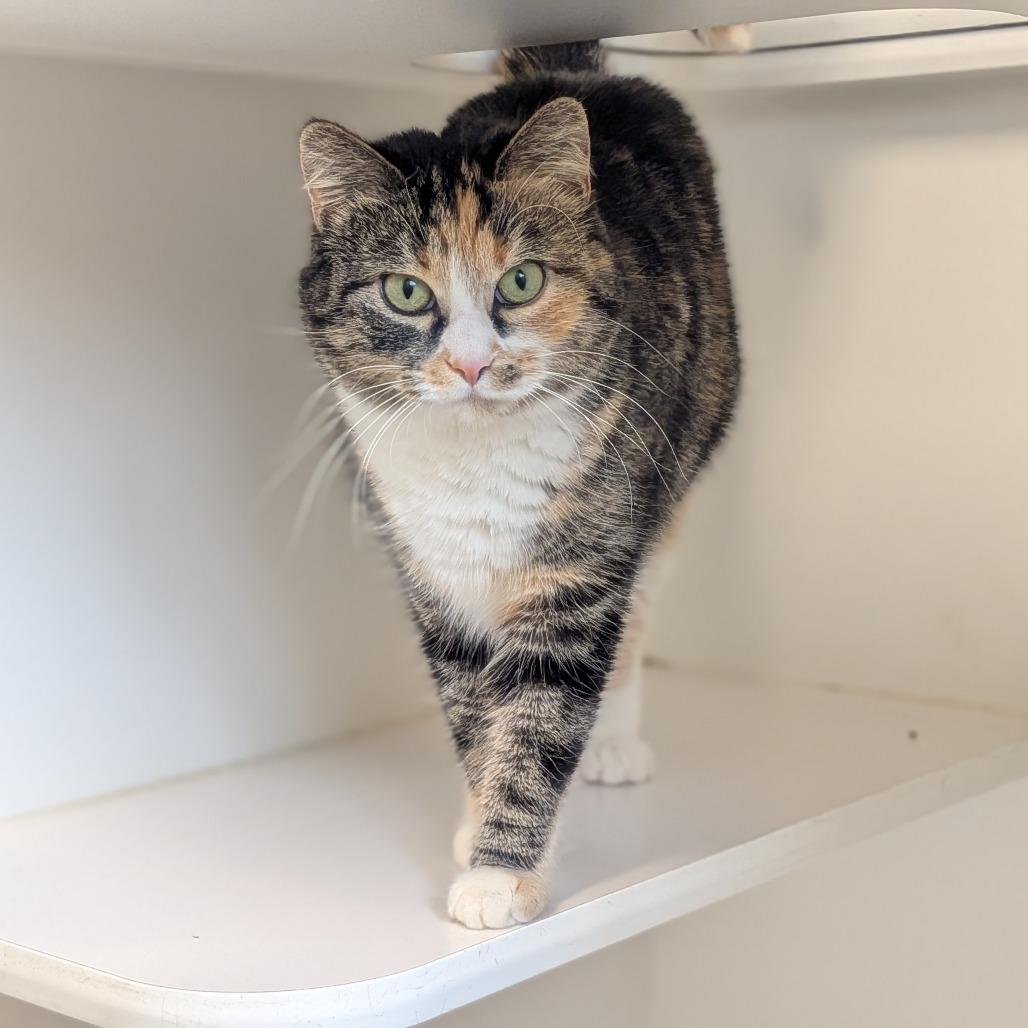 Enlarge Patches - Bonded with Callie, a Adoptable Domestic Short Hair in Prairie du Chien, WI image 2/3