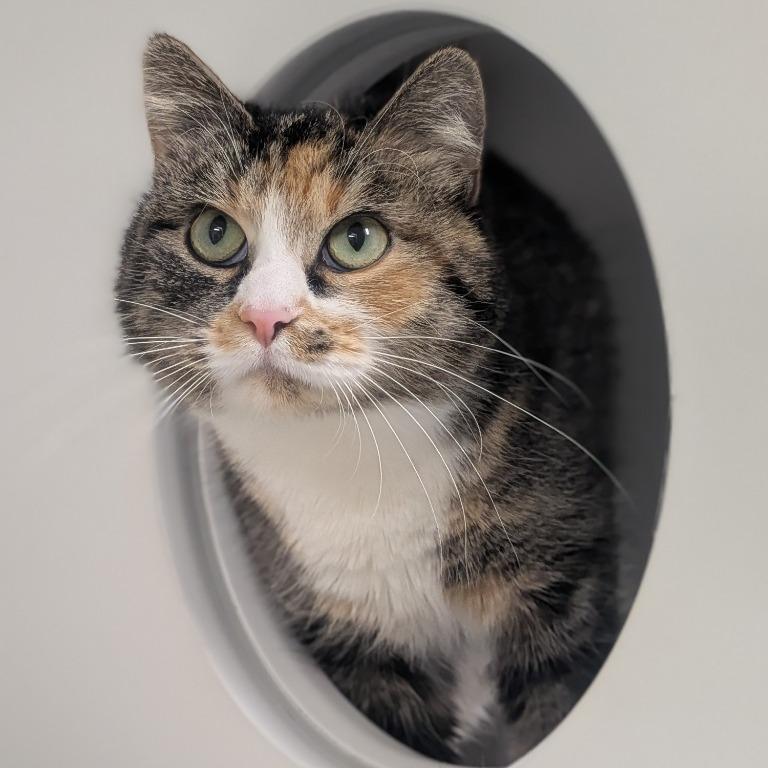 Enlarge Patches - Bonded with Callie, a Adoptable Domestic Short Hair in Prairie du Chien, WI image 3/3