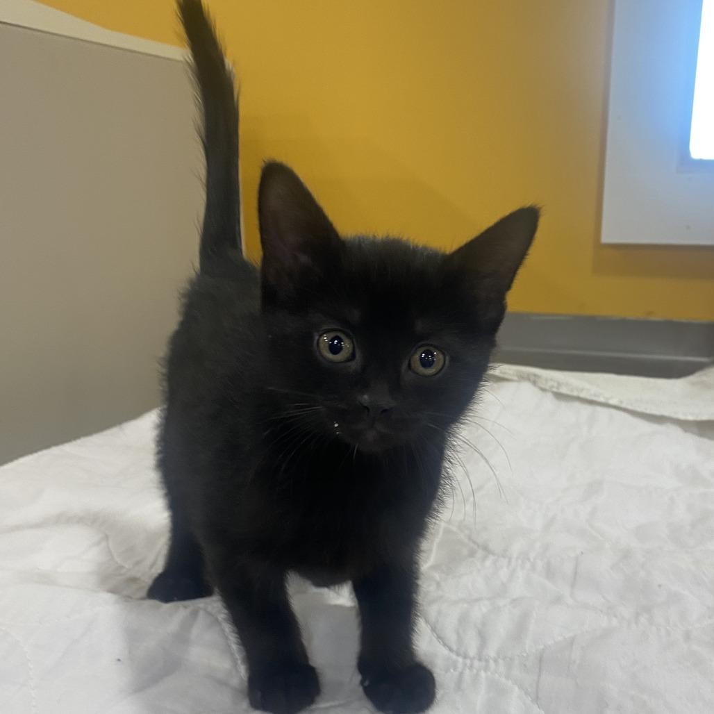 Enlarge Elmo, a Adoptable Domestic Short Hair in Wadena, MN image 1/5