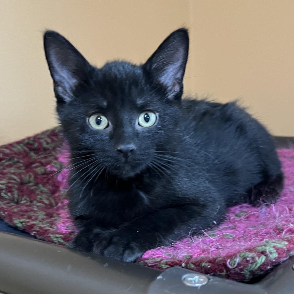 Enlarge Elmo, a Adoptable Domestic Short Hair in Wadena, MN image 2/5