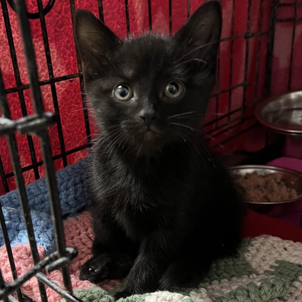 Enlarge Elmo, a Adoptable Domestic Short Hair in Wadena, MN image 3/5