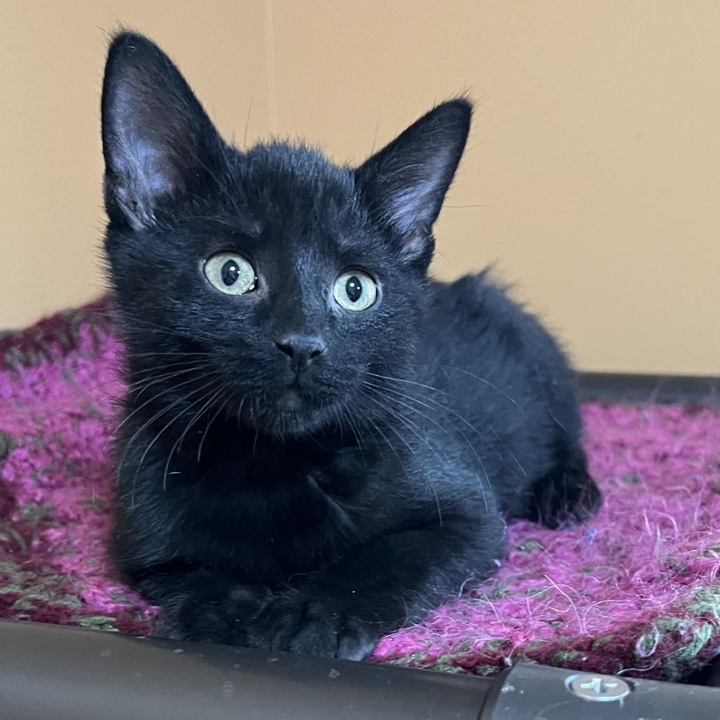 Enlarge Elmo, a Adoptable Domestic Short Hair in Wadena, MN image 4/5