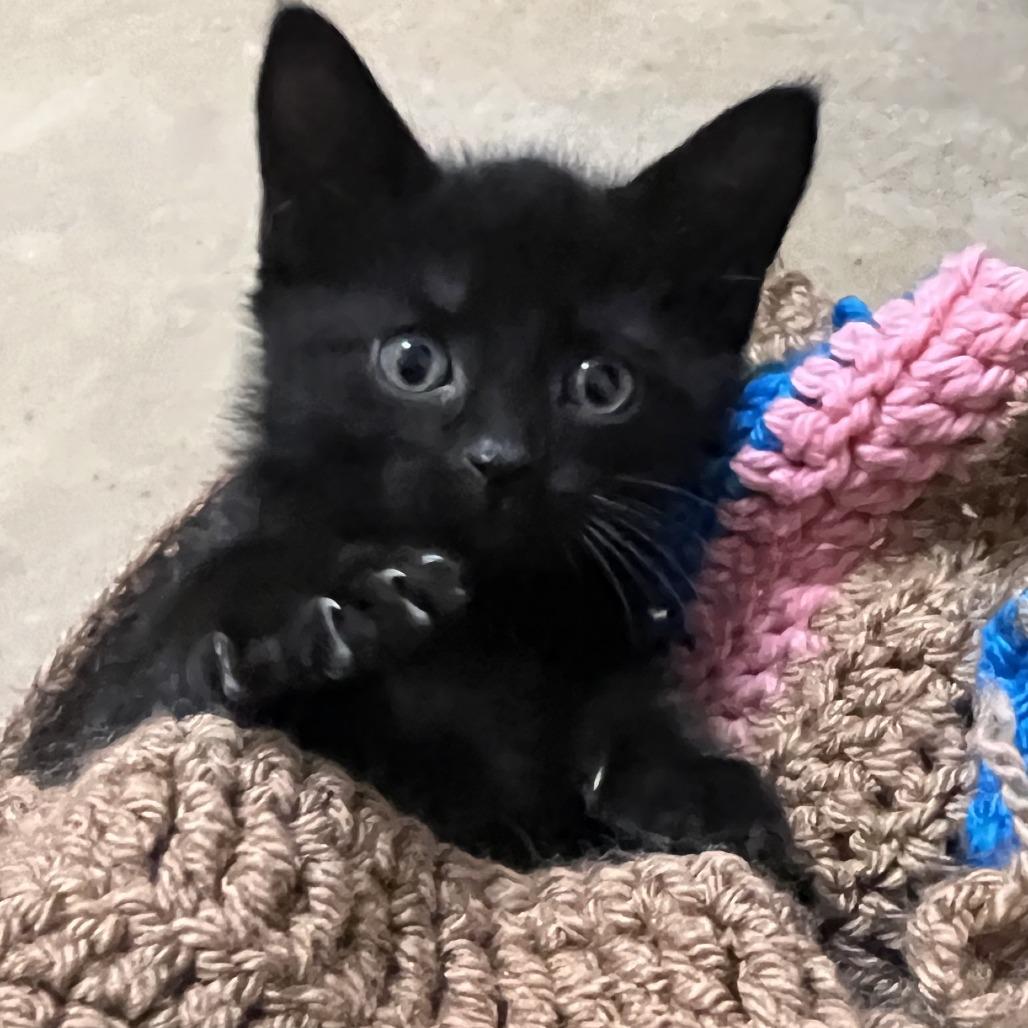 Enlarge Elmo, a Adoptable Domestic Short Hair in Wadena, MN image 5/5