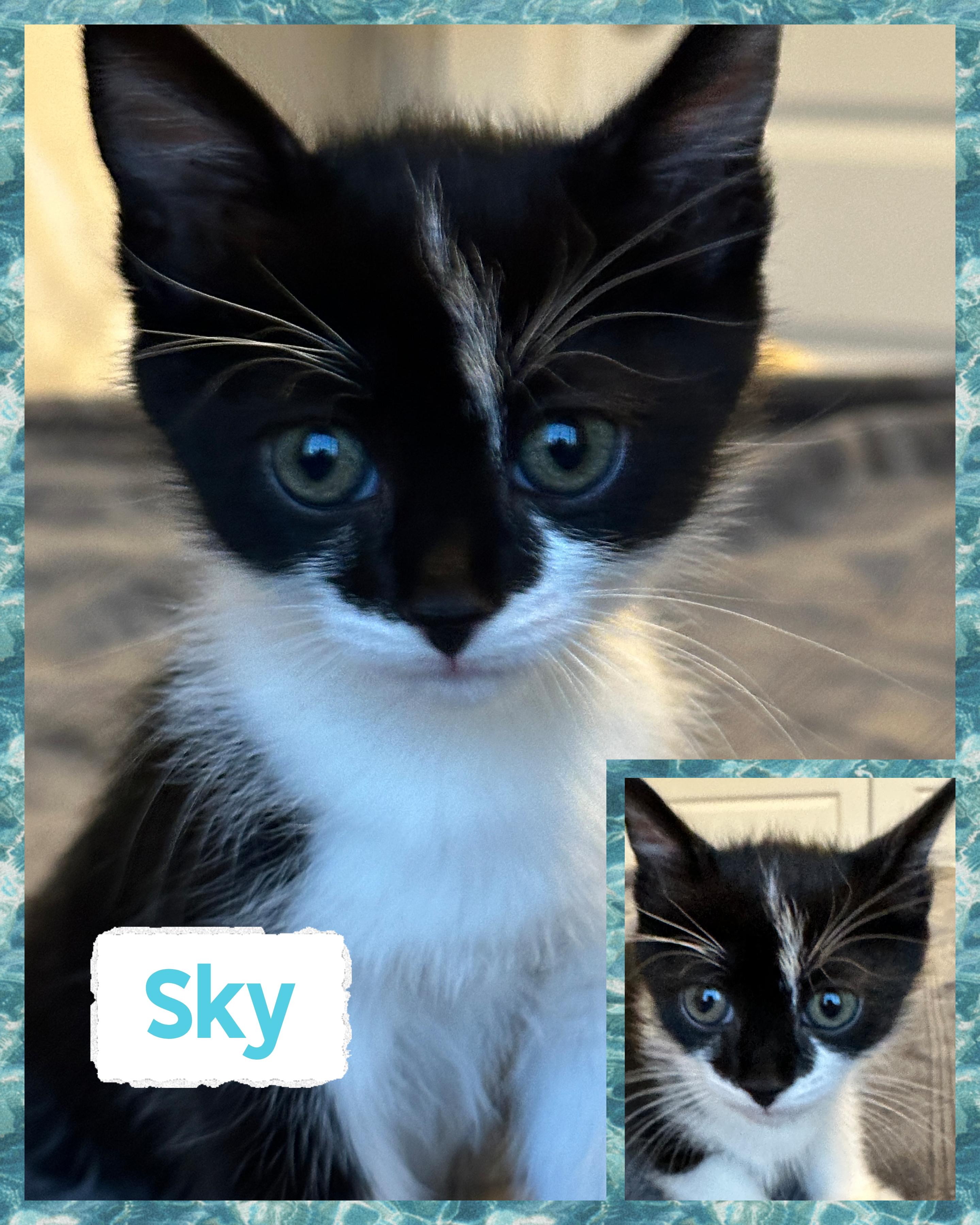 Sky