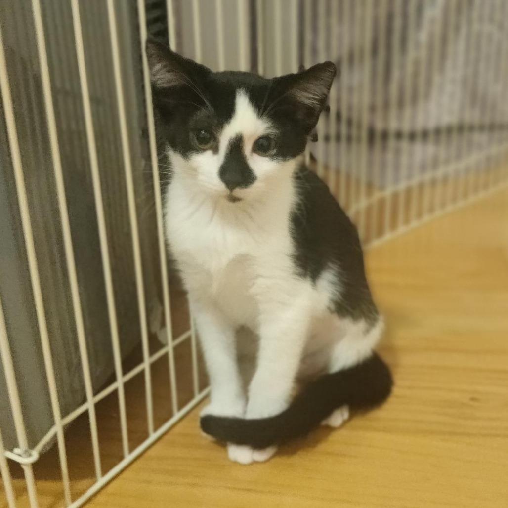 Ovaltine, Adoptable, Young Female Domestic Short Hair.