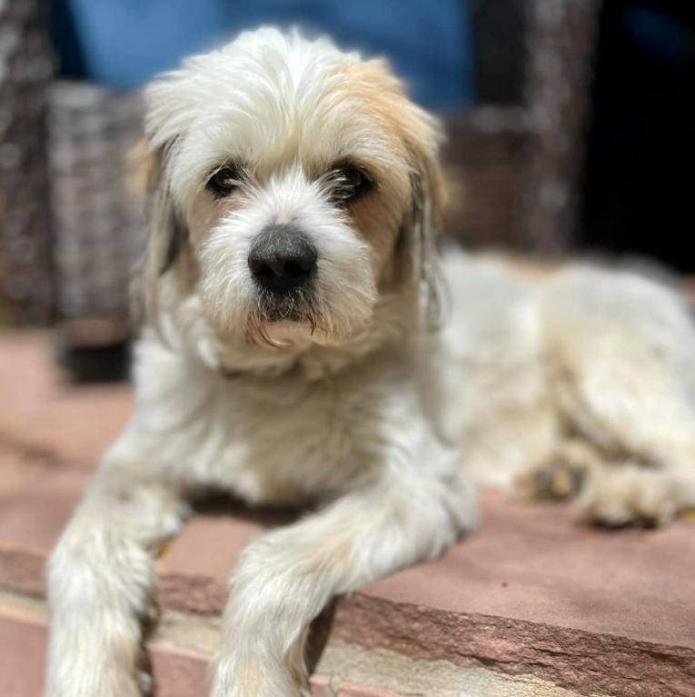 Baylee, adopted, Adult Male Shih Tzu & Mixed Breed.