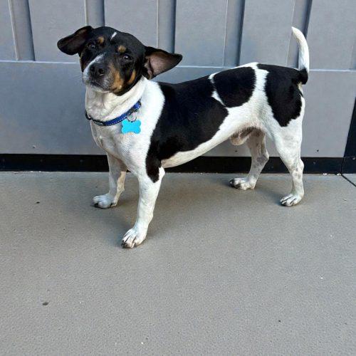 Jason, Adoptable, Adult Male Jack Russell Terrier.