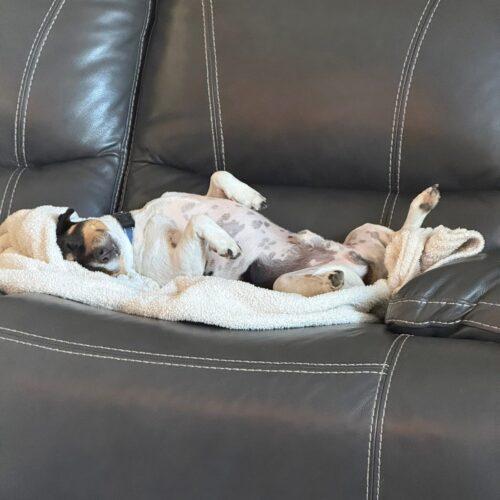Enlarge Jason, a Adoptable Jack Russell Terrier in Memphis, TN image 2/6