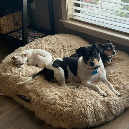 Enlarge Jason, a Adoptable Jack Russell Terrier in Memphis, TN image 4/6