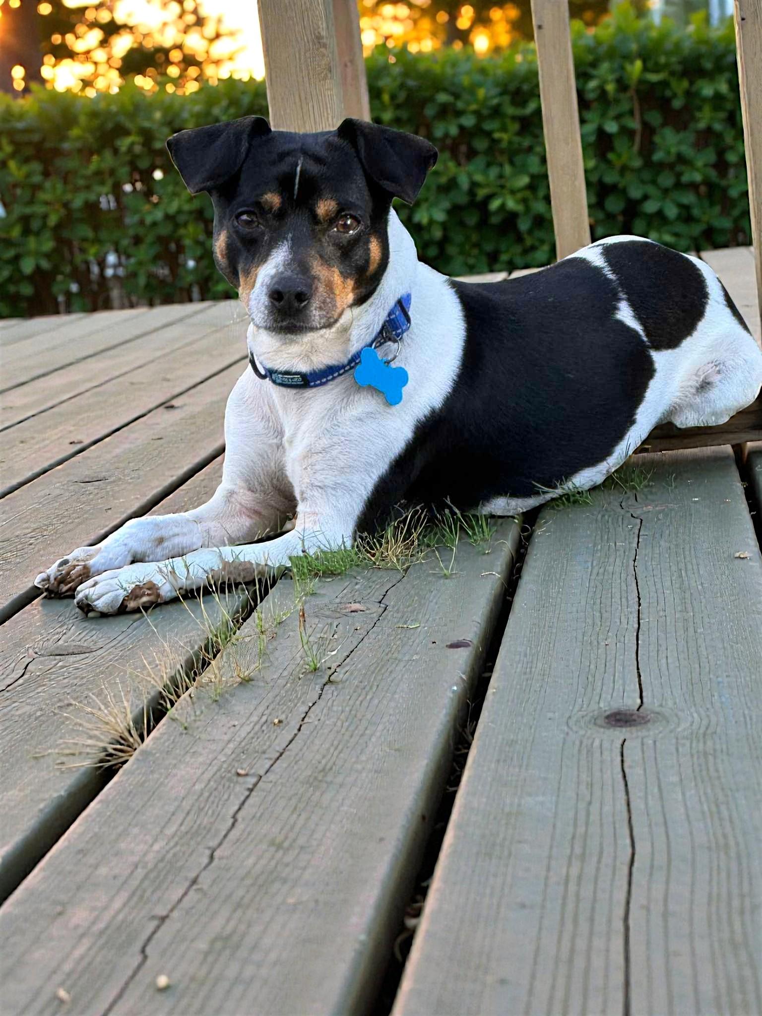 Enlarge Jason, a Adoptable Jack Russell Terrier in Memphis, TN image 2/3