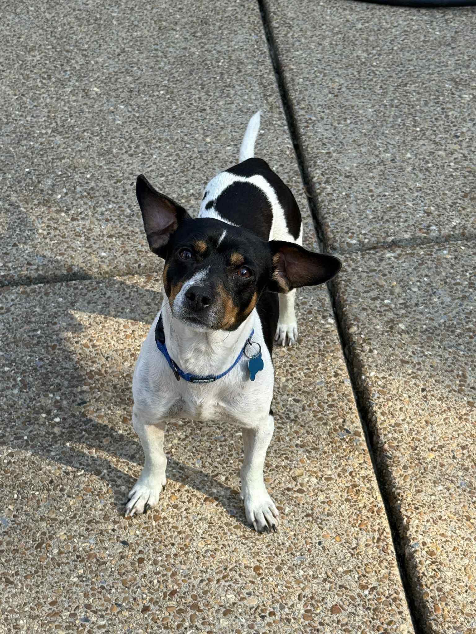 Enlarge Jason, a Adoptable Jack Russell Terrier in Memphis, TN image 5/6