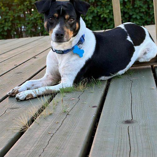 Enlarge Jason, a Adoptable Jack Russell Terrier in Memphis, TN image 2/2