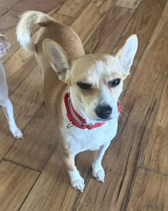 Little Bit, Adoptable, Young Female Basenji.