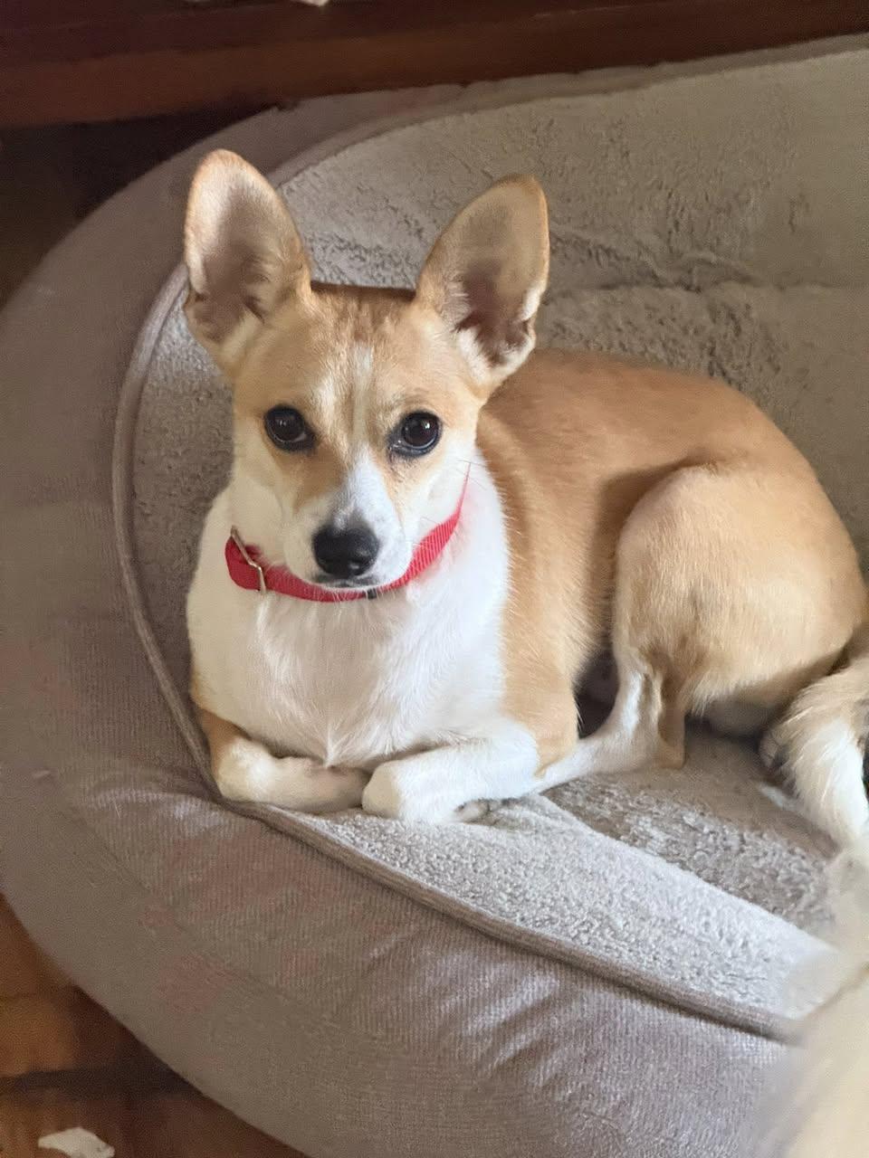 Enlarge Little Bit, a Adoptable Basenji in Ashville, OH image 2/3