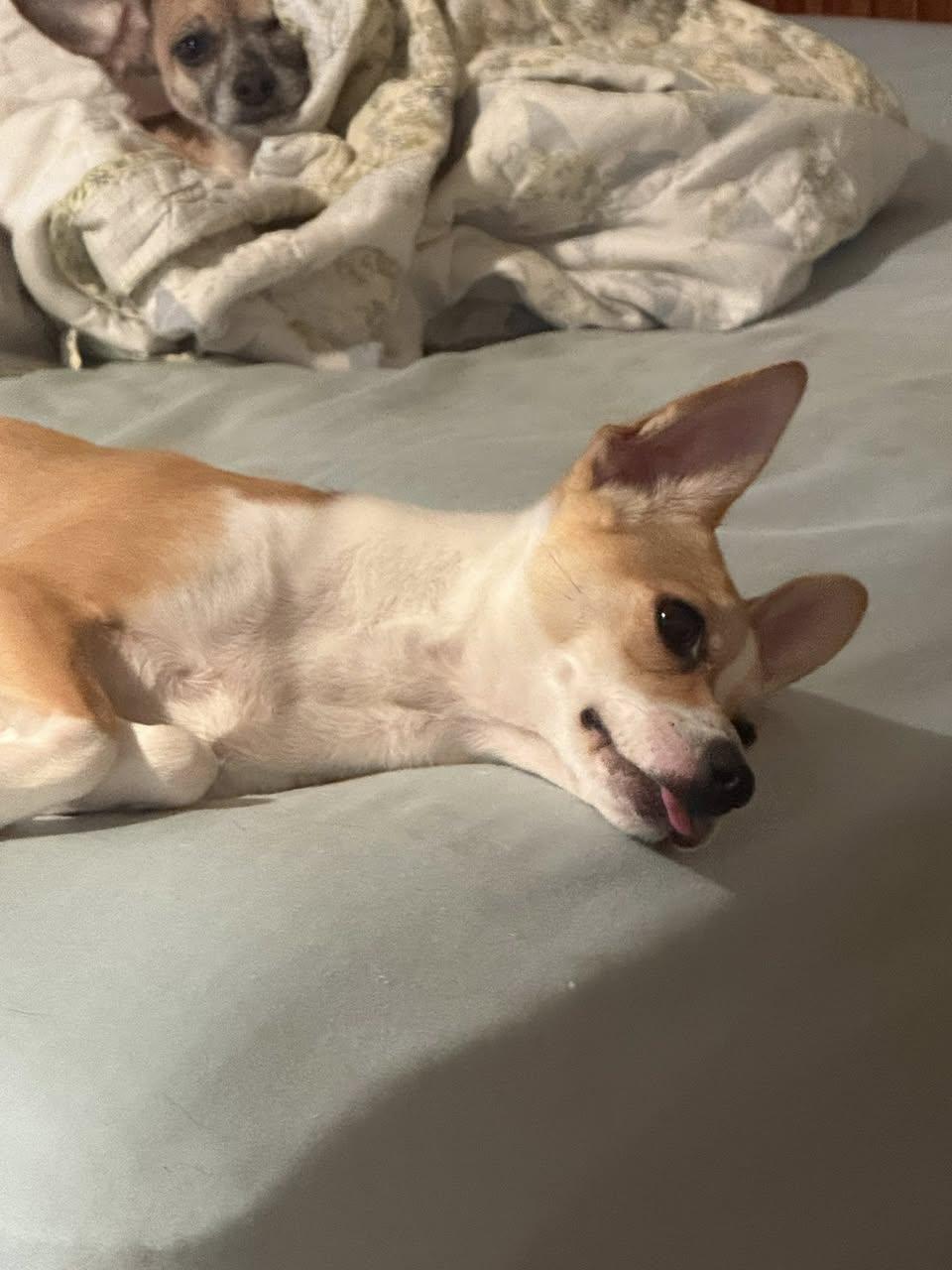 Enlarge Little Bit, a Adoptable Basenji in Ashville, OH image 3/3