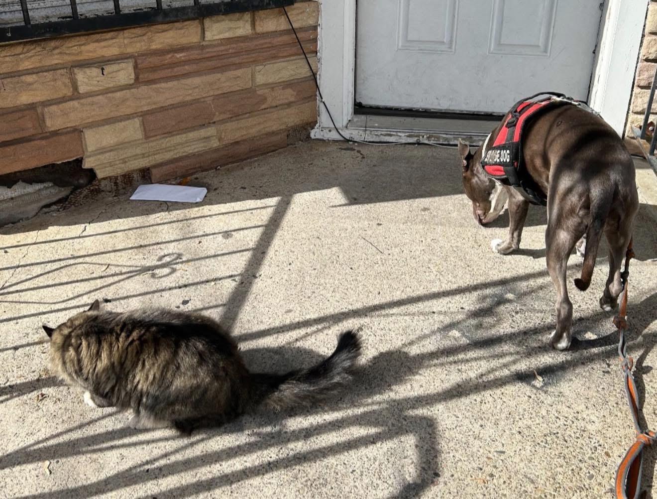 Enlarge Noah, an adopted mixed breed in Newark, NJ image 2/3