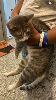 Enlarge Luna, a Adoptable Domestic Short Hair in Mustang, OK image 1/1