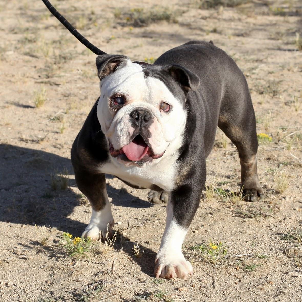 BRISKET, Young Female English Bulldog