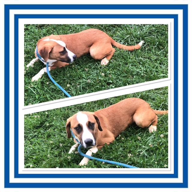 BLAKE SHELTON, Adoptable, Puppy Male Mixed Breed.