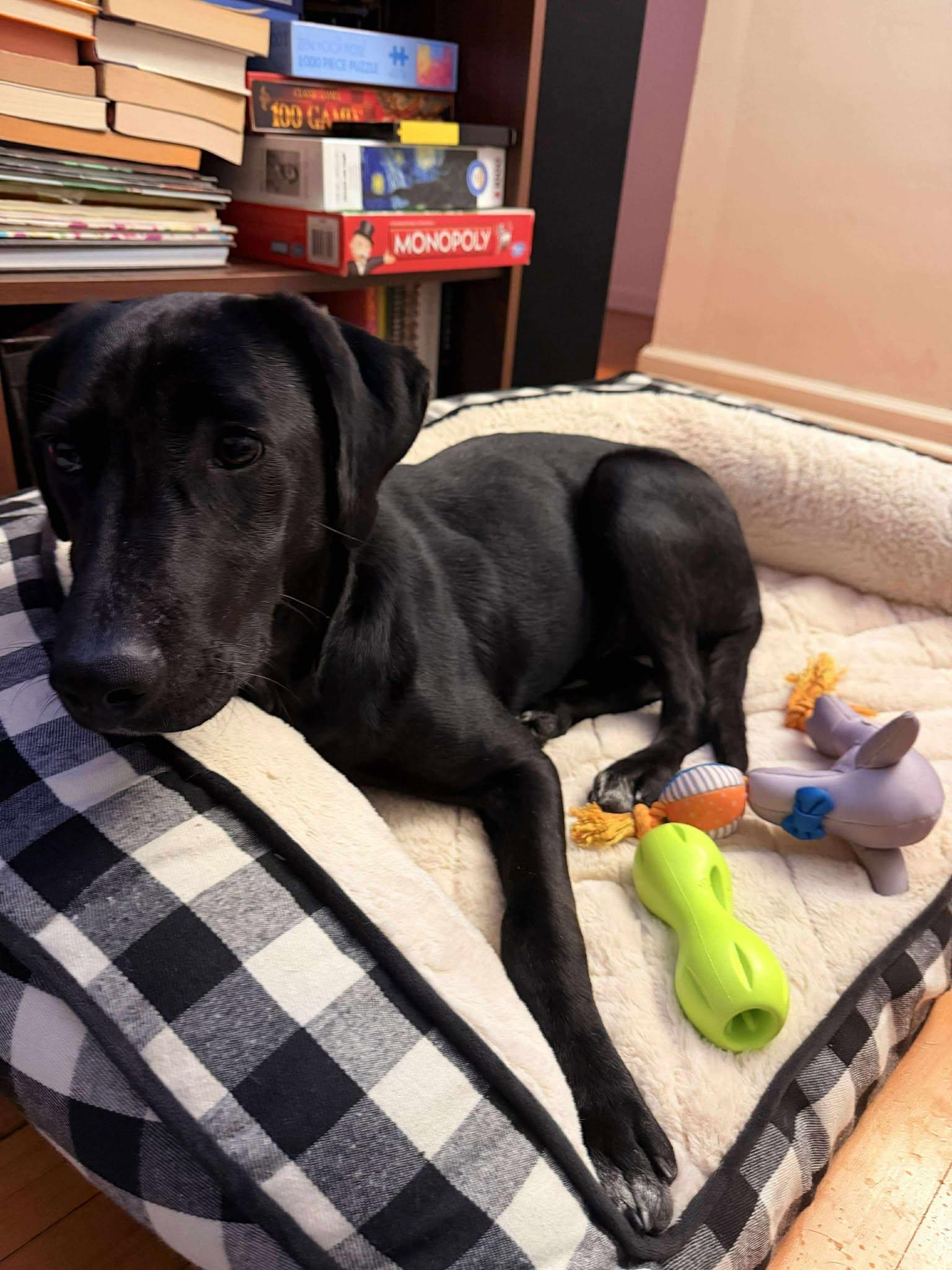 Enlarge Nico, a Adoptable mixed breed in Westwood, NJ image 1/6