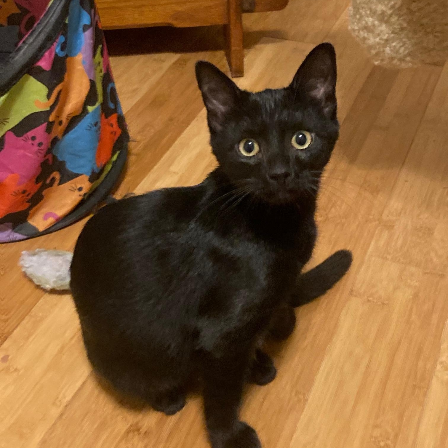 BBBB, ADOPTABLE, Kitten Male Domestic Short Hair.