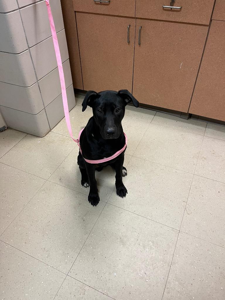 Enlarge Black, a Adoptable mixed breed in Bossier City, LA image 1/2