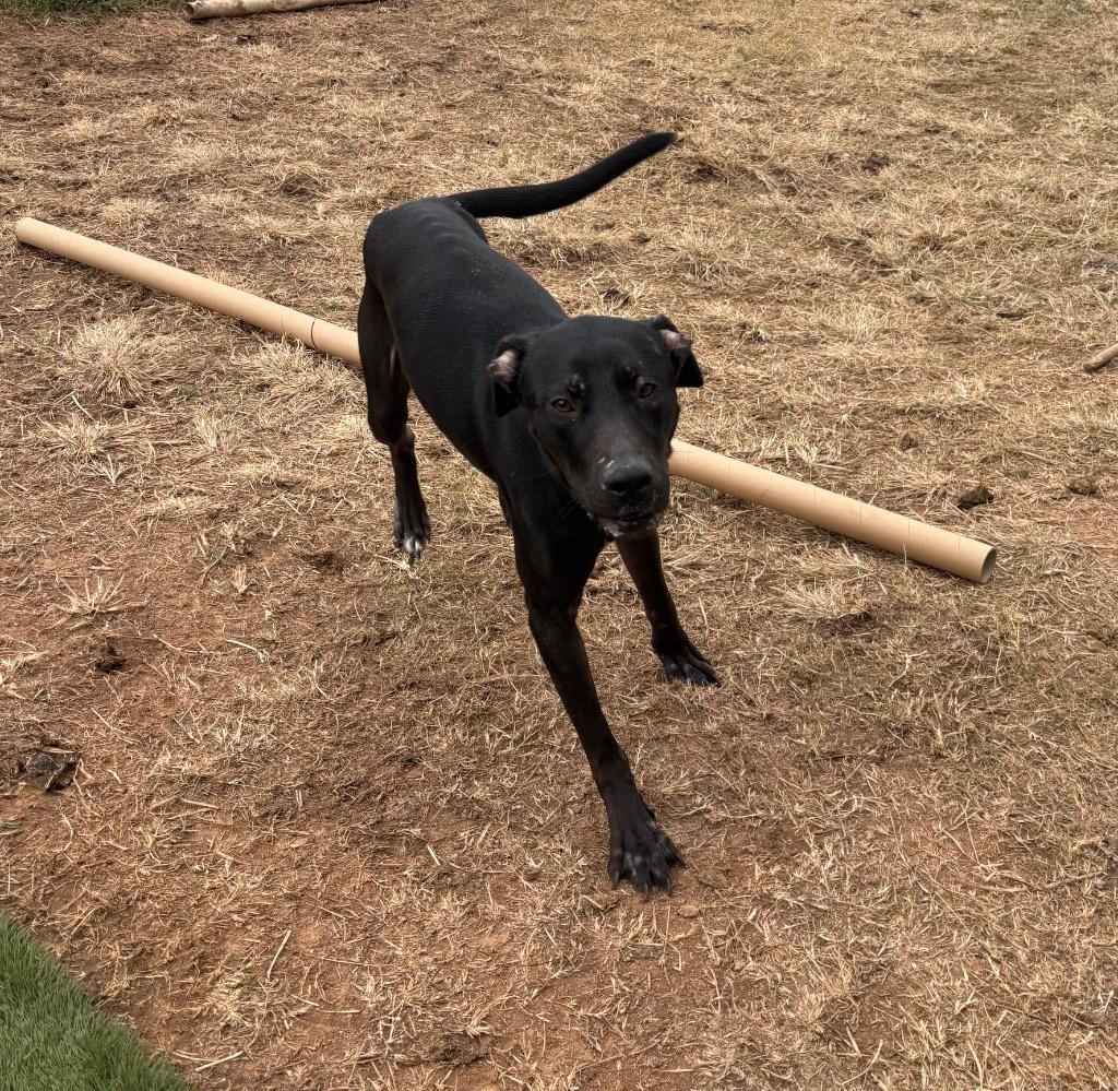 Enlarge Black, a Adoptable mixed breed in Bossier City, LA image 2/2