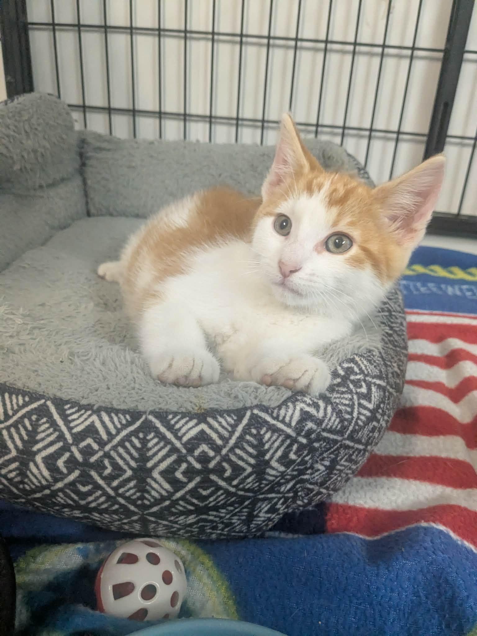 Enlarge Kinike, a Adoptable Domestic Short Hair in Lock Haven, PA image 3/3