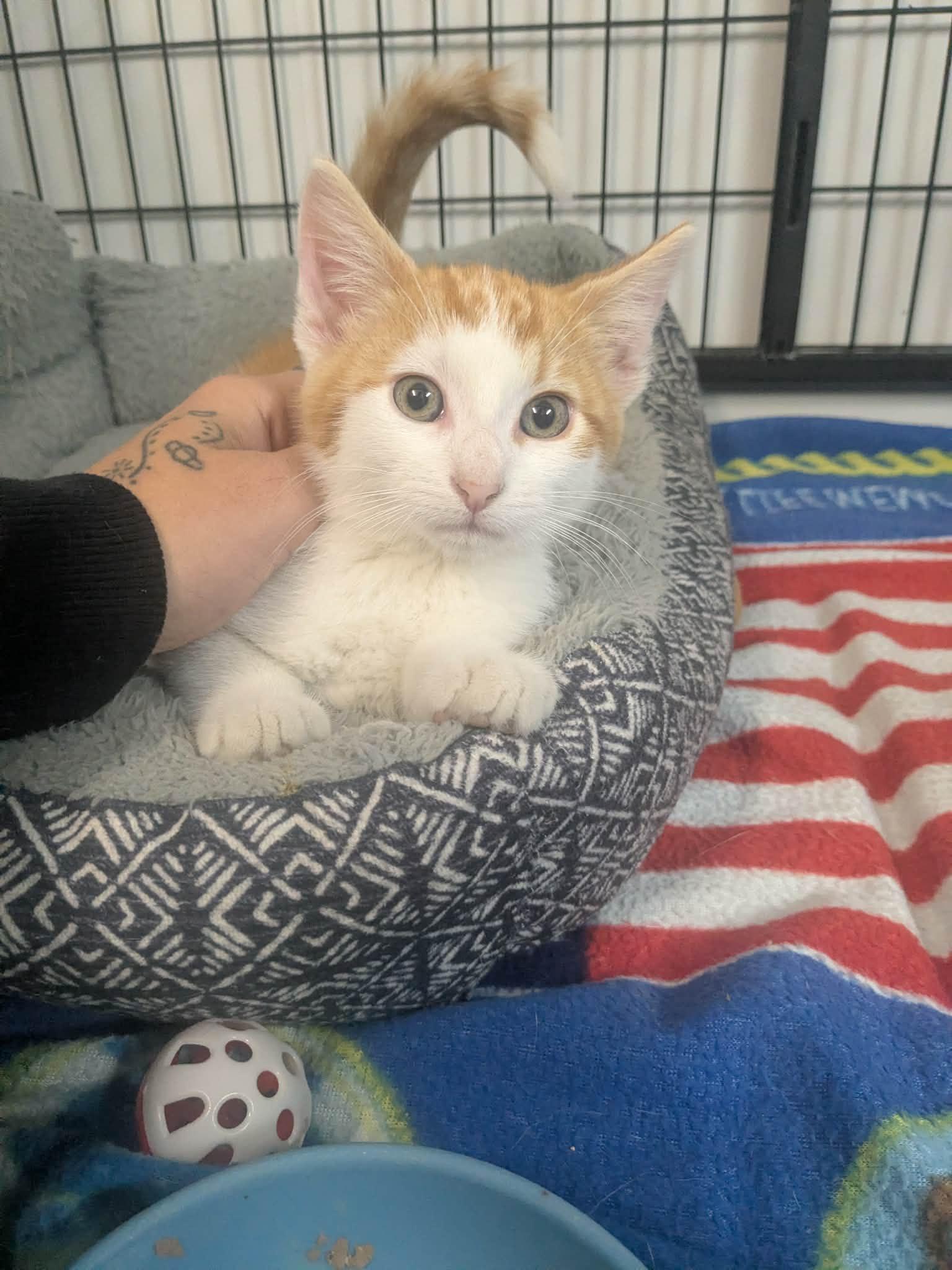 Enlarge Kinike, a Adoptable Domestic Short Hair in Lock Haven, PA image 2/3