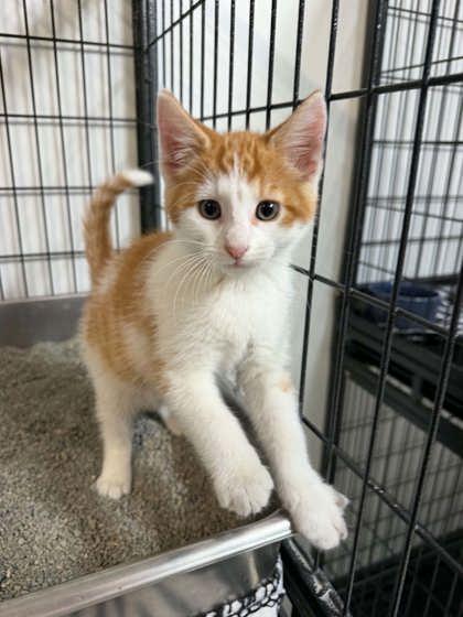 Kinike, Adoptable, Kitten Male Domestic Short Hair.