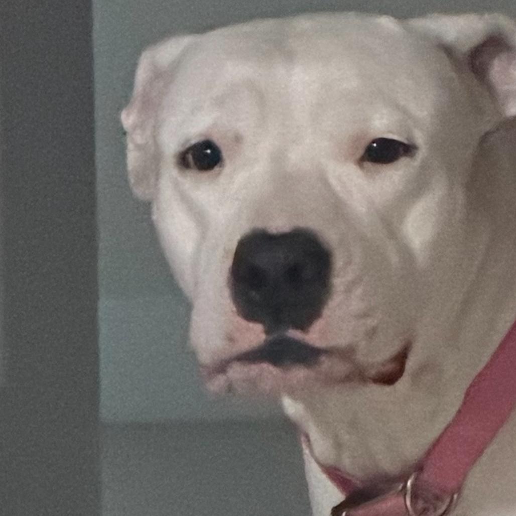Jane, Adoptable, Adult Female Dogo Argentino & American Bulldog.