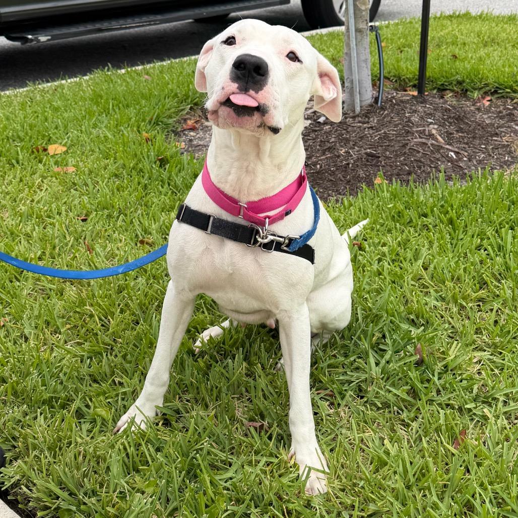Enlarge Jane, a Adoptable mixed breed in West Palm Beach, FL image 2/6