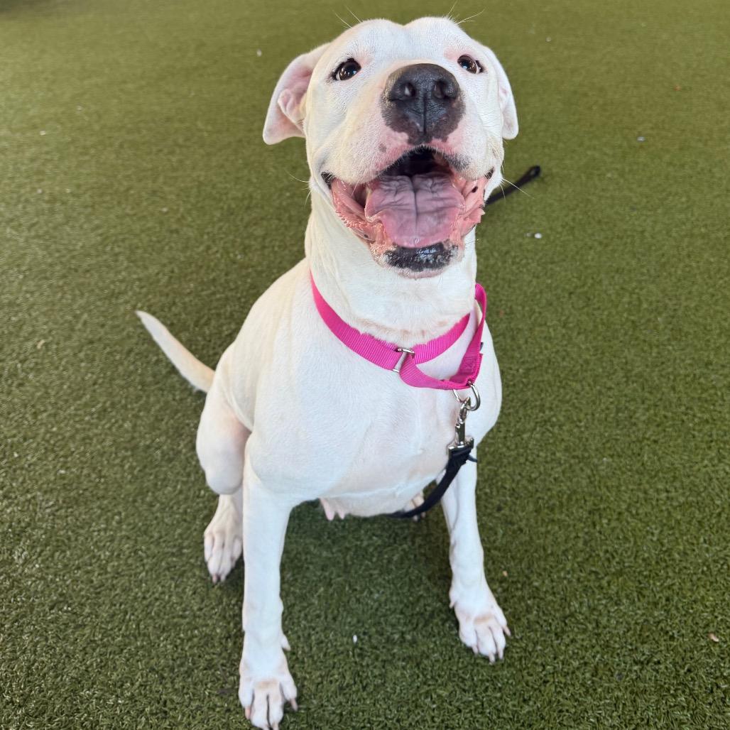 Enlarge Jane, a Adoptable mixed breed in West Palm Beach, FL image 3/6