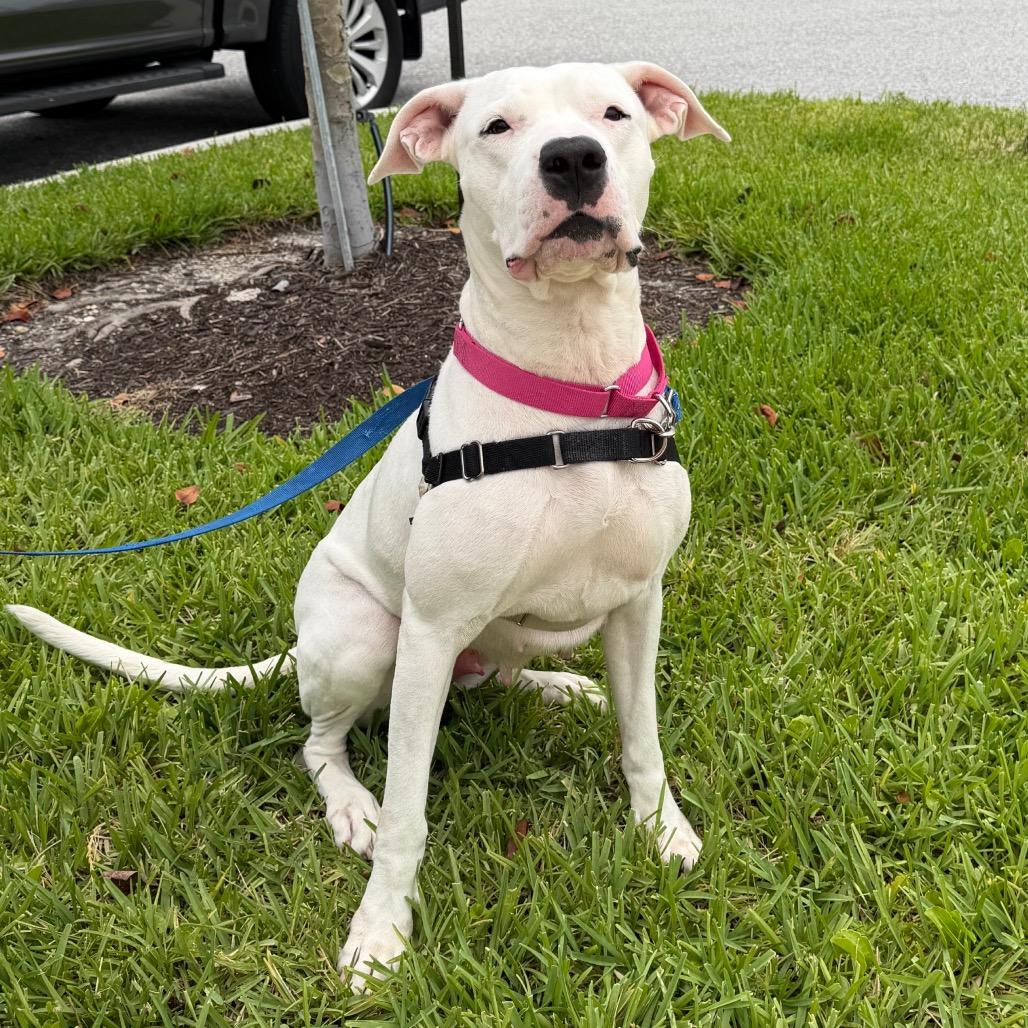 Enlarge Jane, a Adoptable mixed breed in West Palm Beach, FL image 4/6