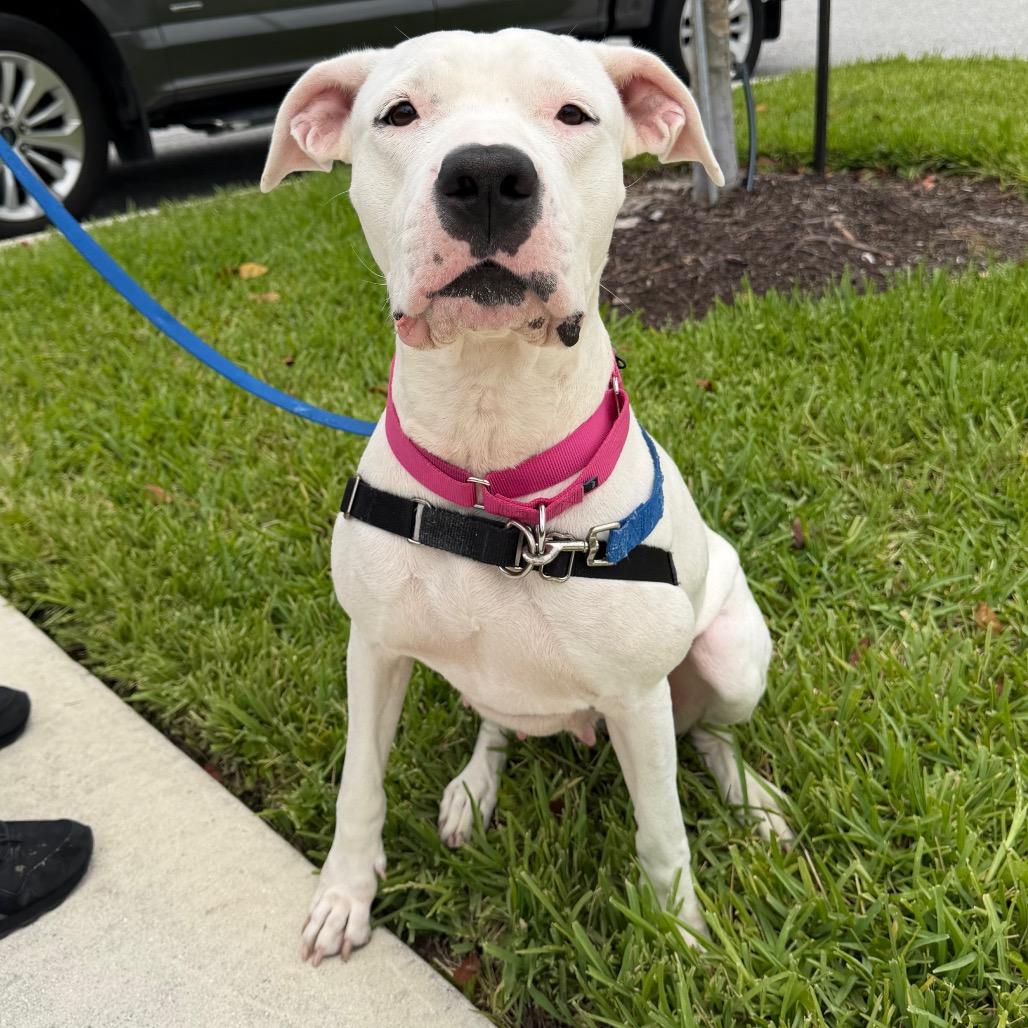 Enlarge Jane, a Adoptable mixed breed in West Palm Beach, FL image 5/6
