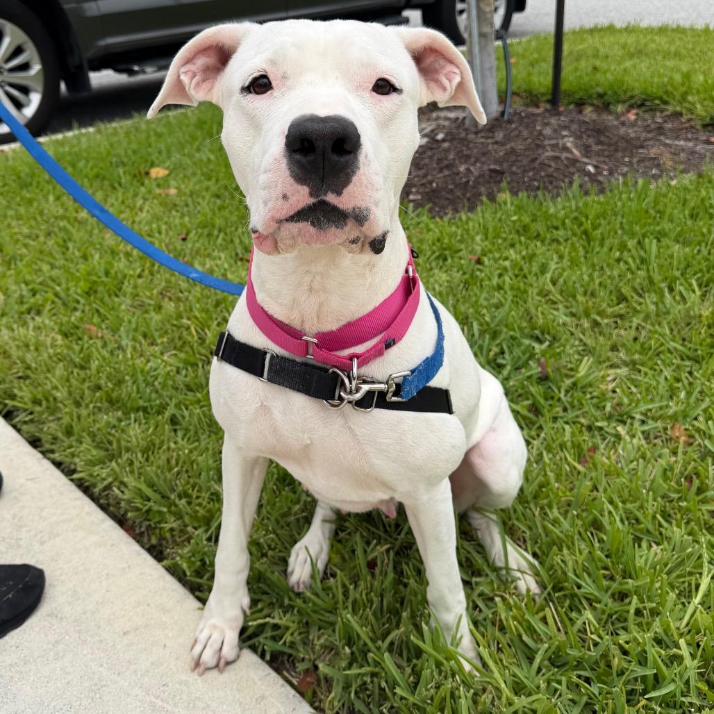 Enlarge Jane, a Adoptable mixed breed in West Palm Beach, FL image 6/6