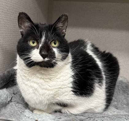 Enlarge Lily, a Adoptable Domestic Short Hair in East Brookfield, MA image 1/1