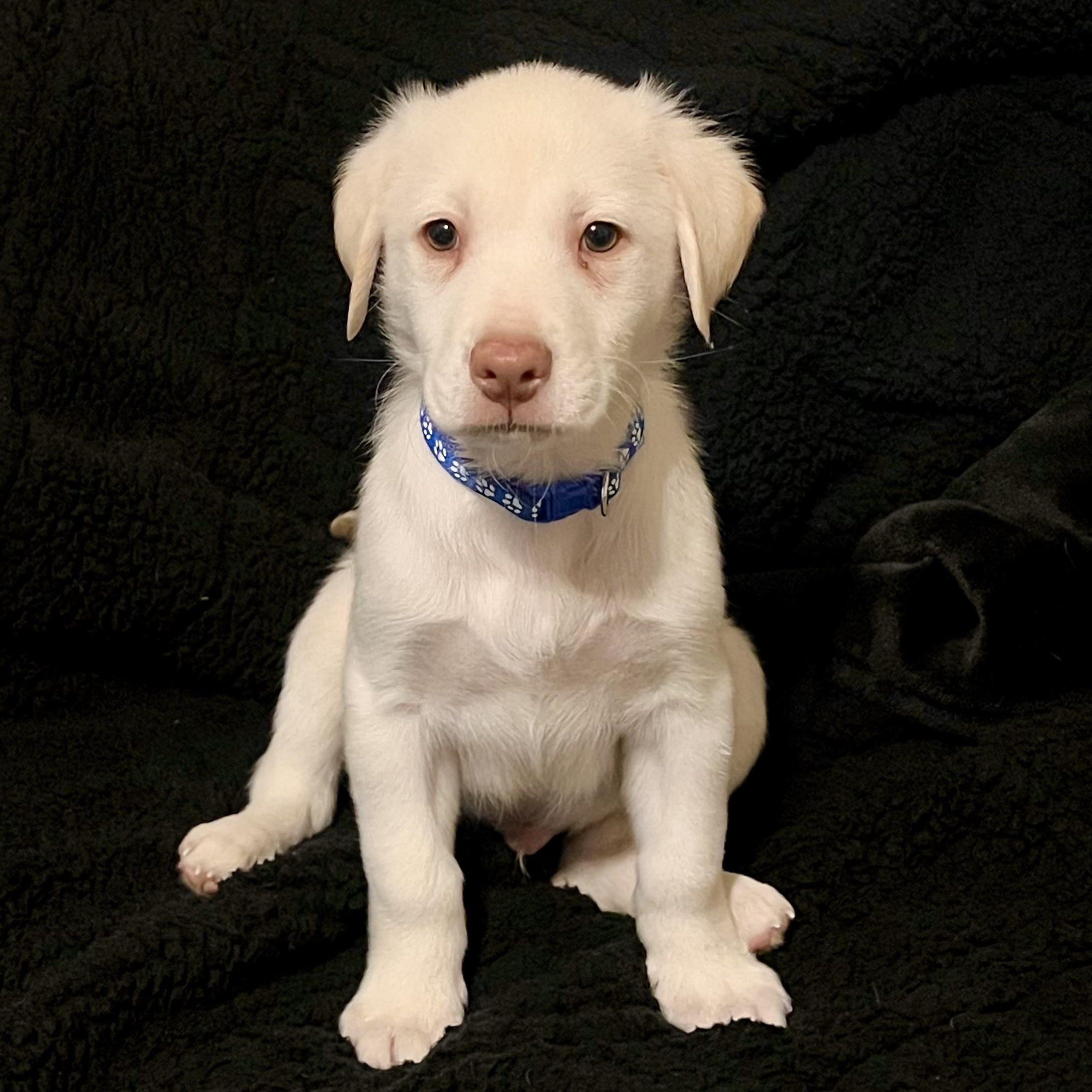 Canyon, adopted, Puppy Male Labrador Retriever & Mixed Breed.