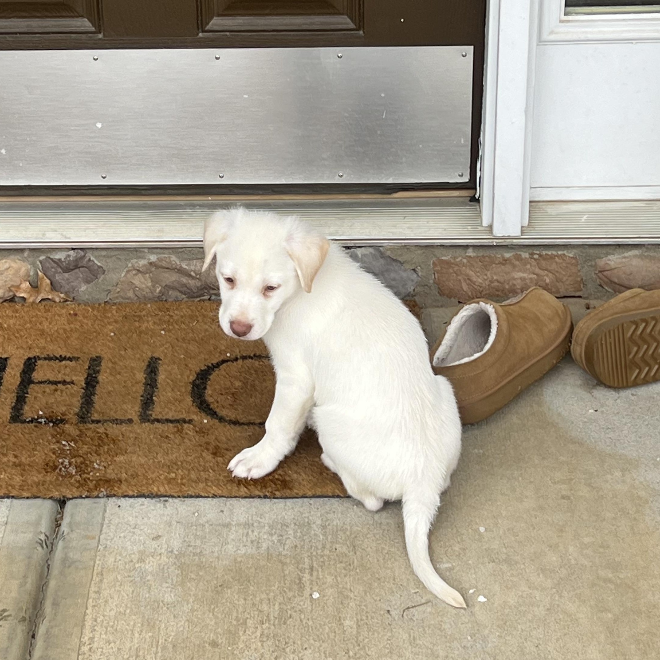 Enlarge Canyon, an adopted mixed breed in Rock Hill, SC image 6/6