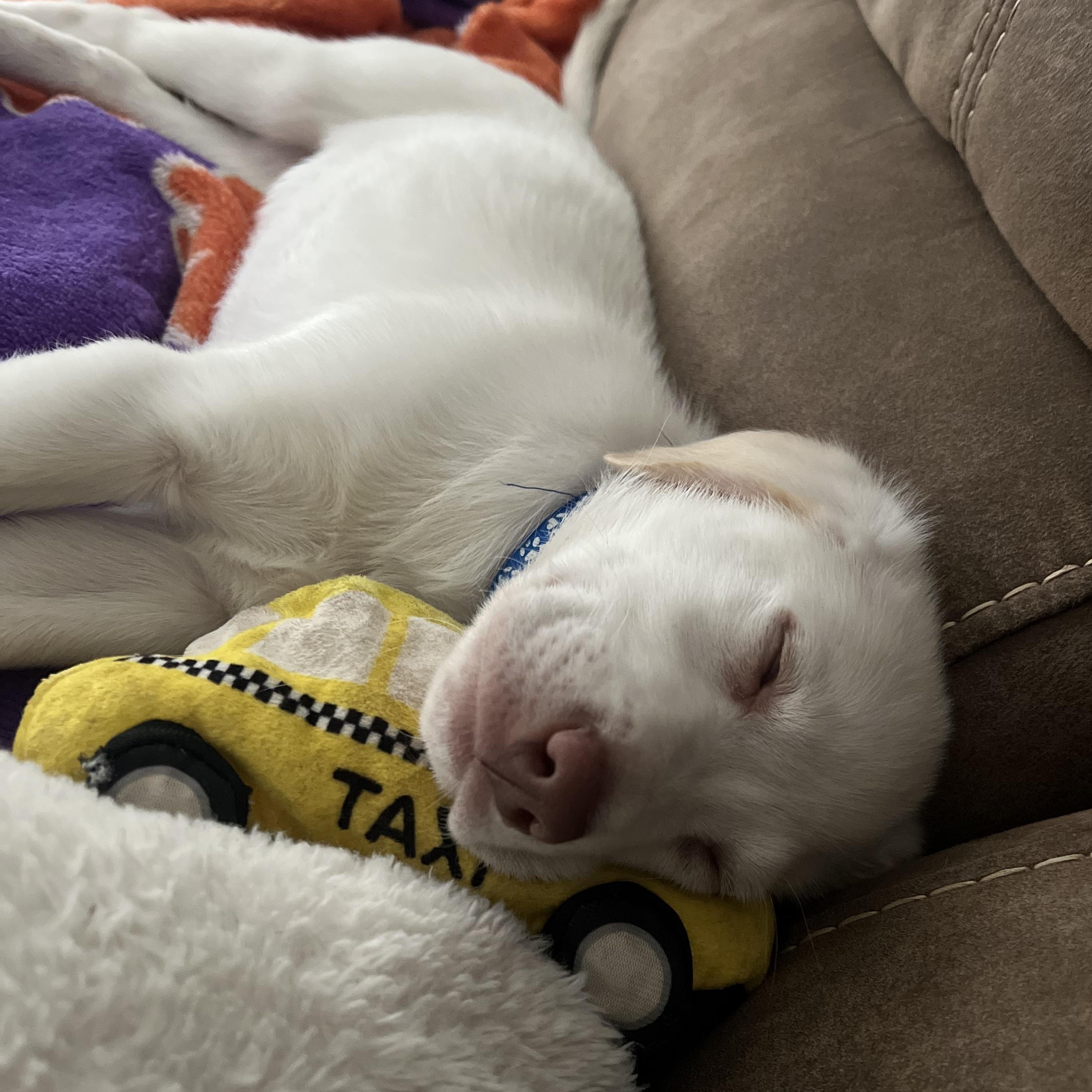 Enlarge Canyon, an adopted mixed breed in Rock Hill, SC image 4/6