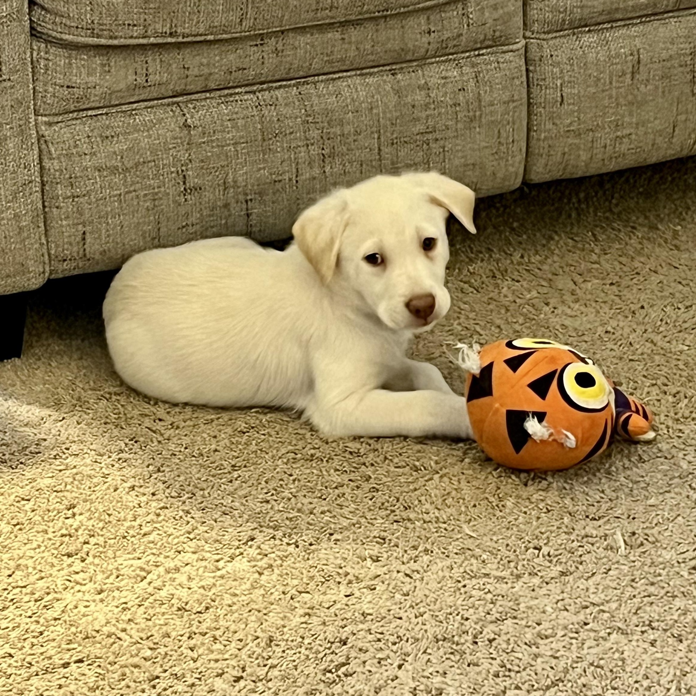 Enlarge Canyon, an adopted mixed breed in Rock Hill, SC image 5/6