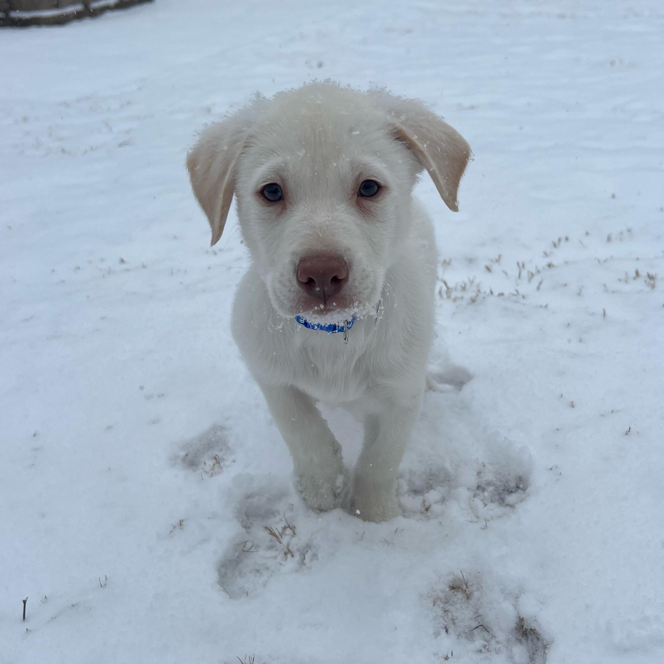 Enlarge Canyon, an adopted mixed breed in Rock Hill, SC image 3/6