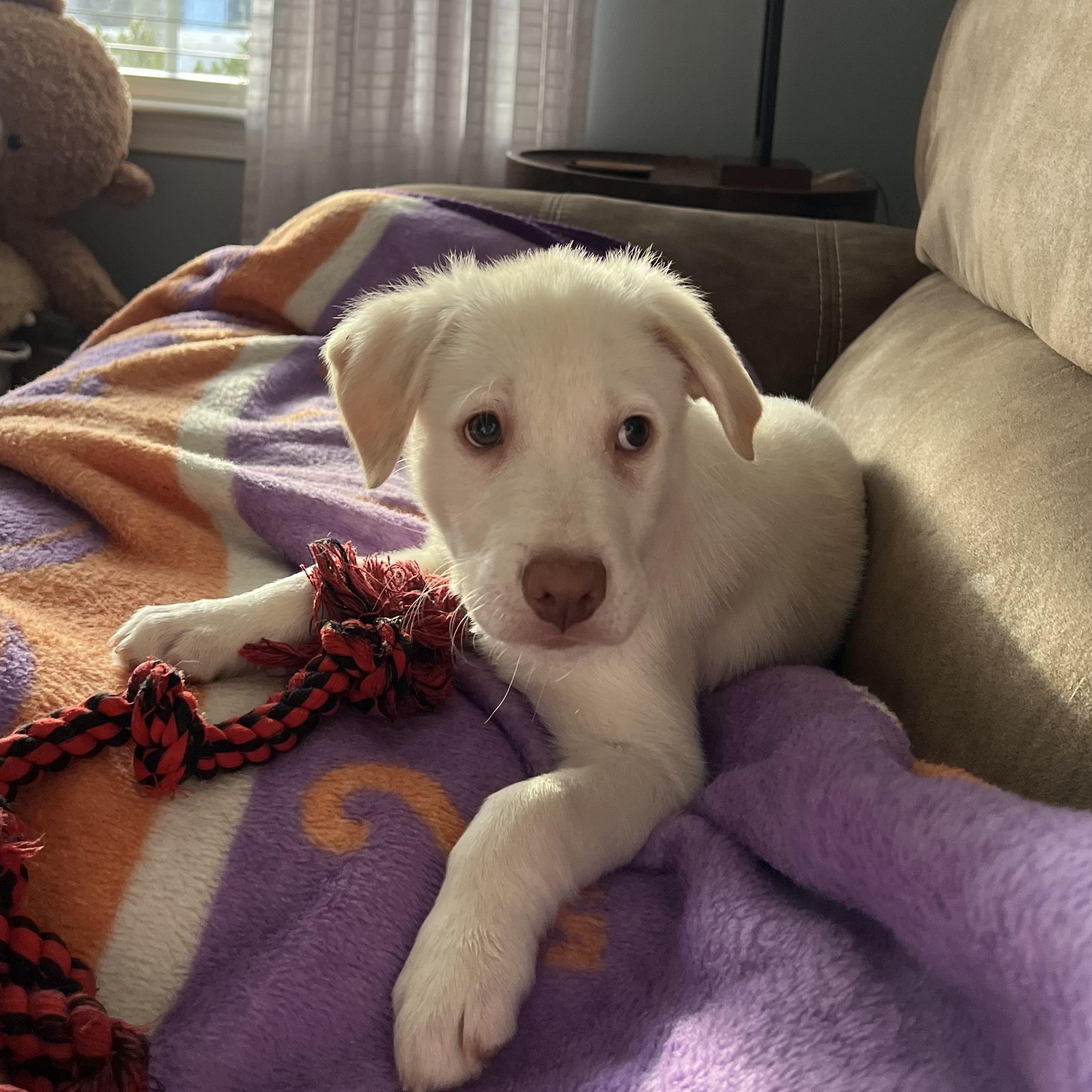 Enlarge Canyon, an adopted mixed breed in Rock Hill, SC image 2/6